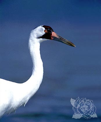 Photo of an endangered whooping crane