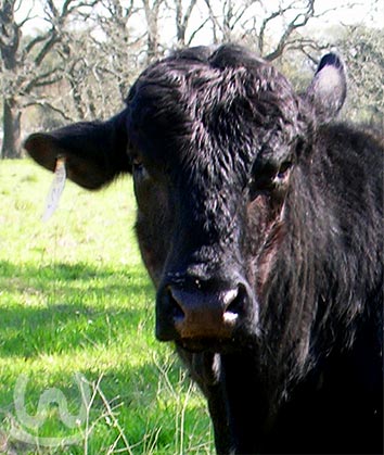 Photo of a cow