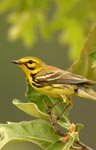 Photo of a prairie warbler