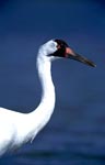 Photo of a whooping crane